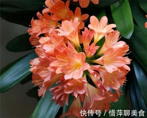 叶片|养君子兰,在盆里下“猛料”,叶绿根肥,年年开花收不住