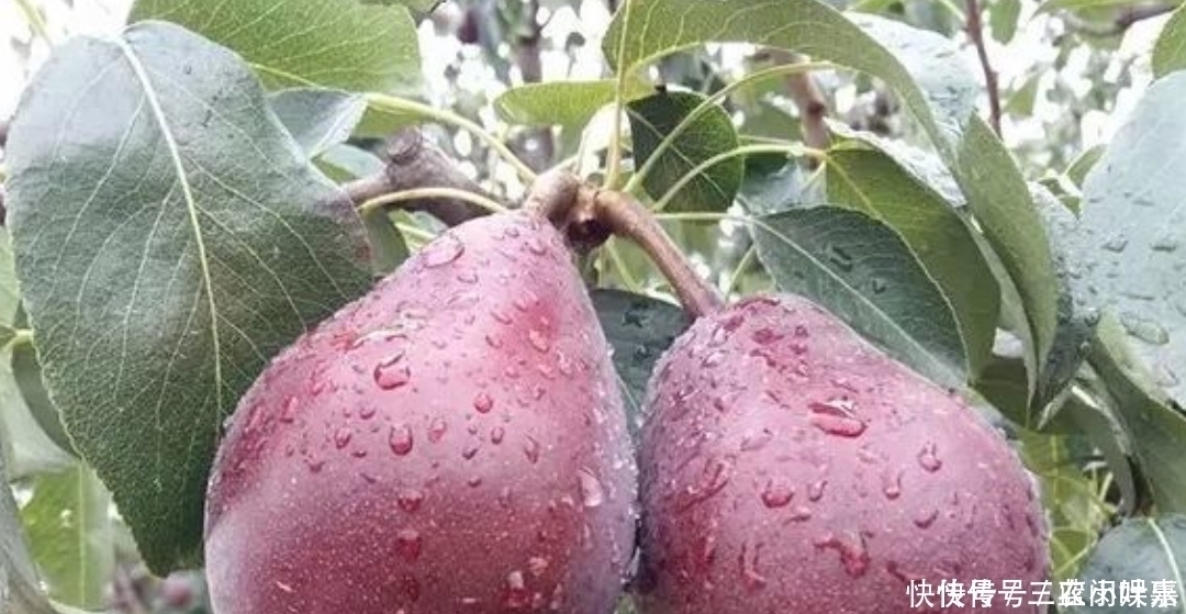 红啤梨|乡下一种普通的野果,被发现很高的营养价值,现在要人工养殖