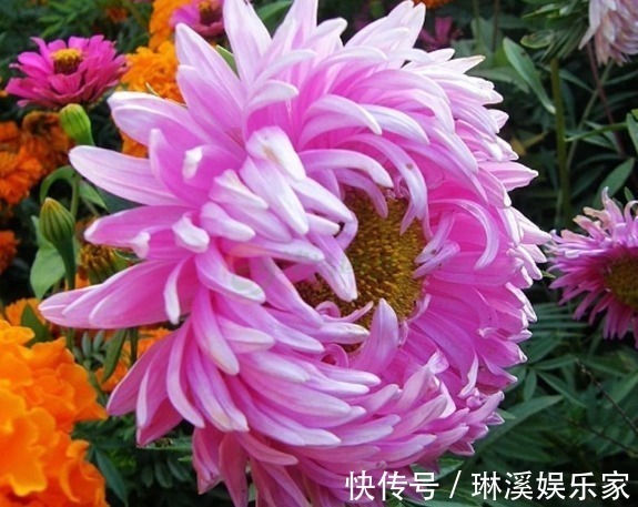 家养“永生菊”，一开就150天，比月季好养，比菊花更好看，值了