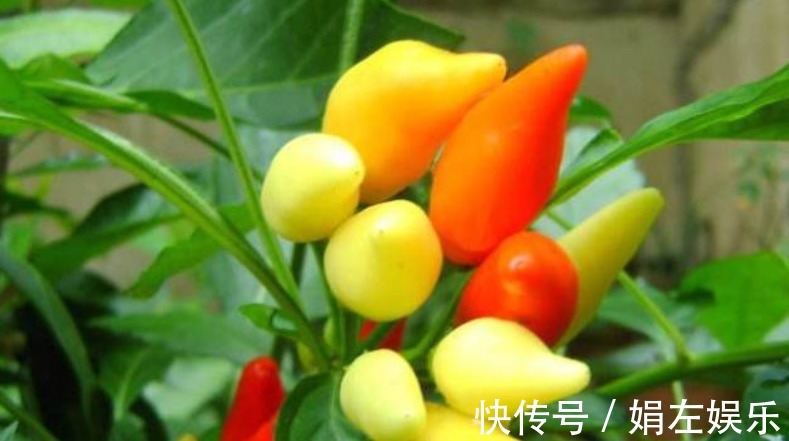 养颜|女性不想肚子鼓鼓,可常吃4物,排毒养颜,皮肤也细腻光滑