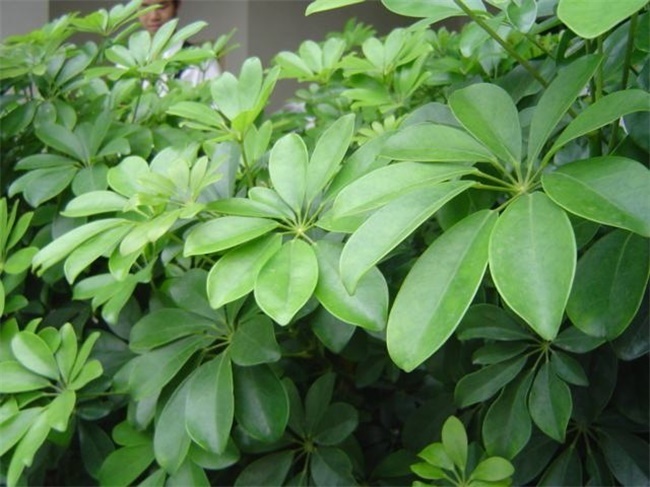 此种树再贵也要养家里，吉祥又富贵，观赏价值高，比发财树强百倍