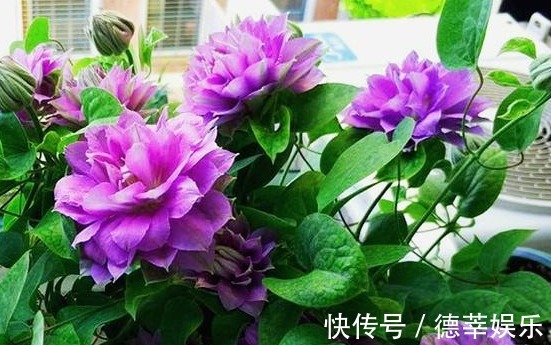 姐姐在小院里种一种花，开花实在太漂亮，路过的人没有不夸的