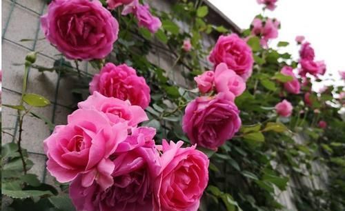 最厉害的养花营养液:给月季花喝一勺,猛窜笋芽,花开满枝