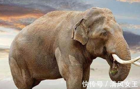 猛犸洞|10个冷知识,那些很少有人知道的世界之最