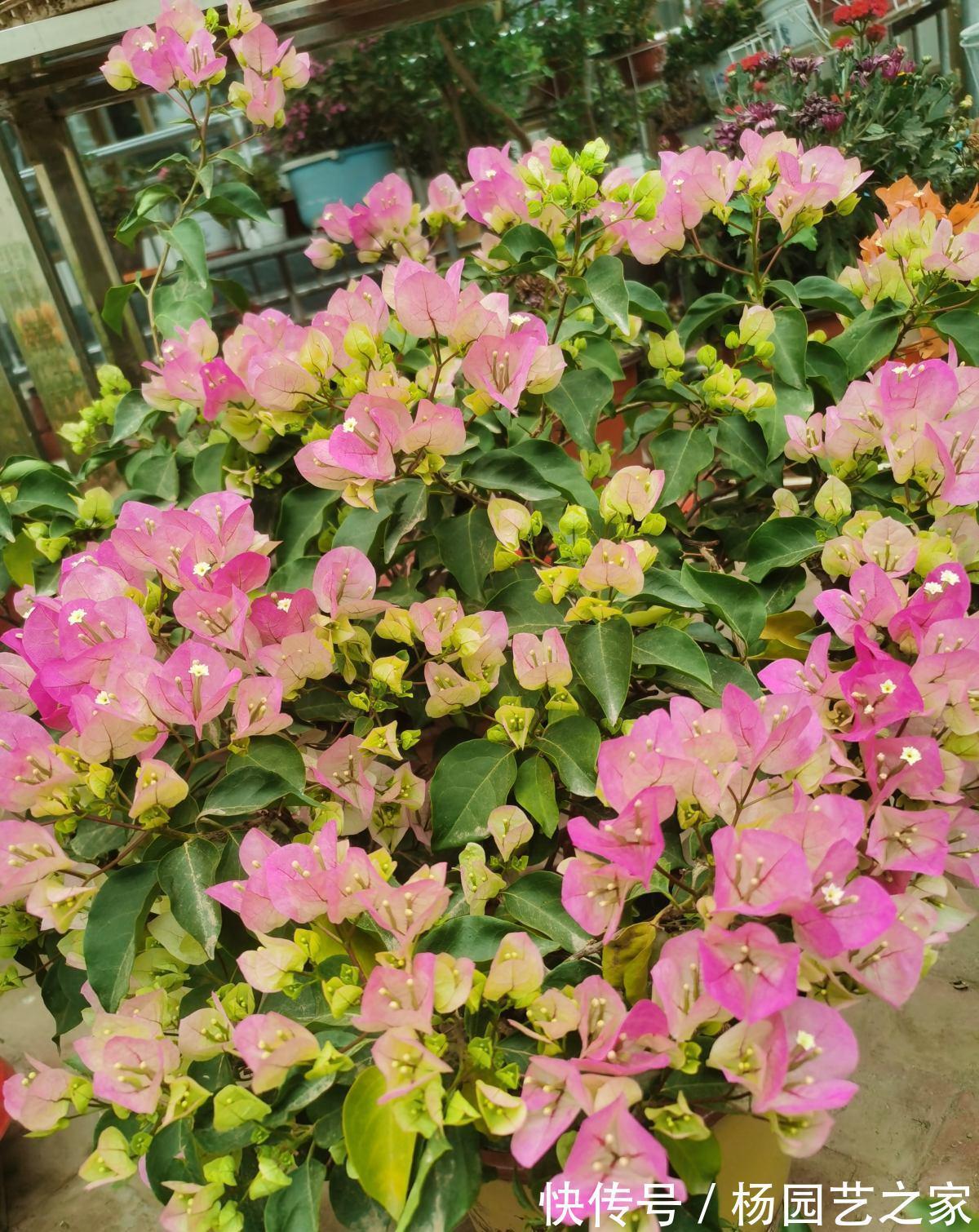 红掌|4种“漂亮花”,从年头开到年尾,耐旱又耐晒,一年赏花300天