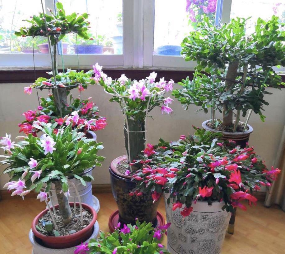 植物|阳台养花“6大错”,错了一个就黄叶,都占了就是“养花杀手”