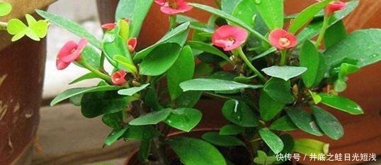 6种“待机”时间长的花,阳台盆栽上几盆,一年四季花开不断!