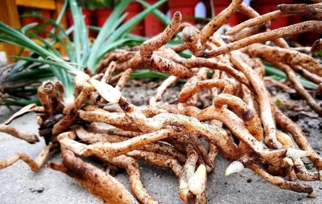 蕙兰|春兰、蕙兰这样种植，4年不翻盆，也从没发现烂根