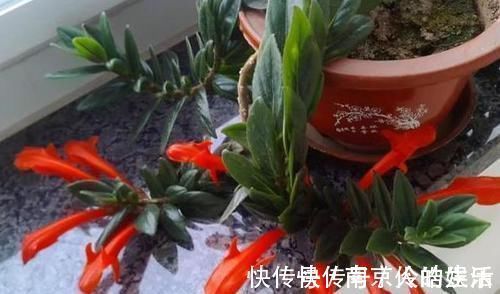 4种植物最适合懒养,十天半个月不用浇水,照样长势旺