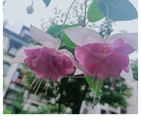 好处|三伏天里这3种花要备份，来年好处多多