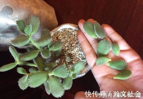 根系|多肉出现5个症状,说明根系出问题,需及时换盆!