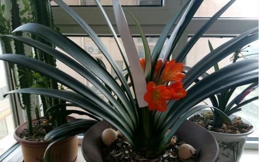 养君子兰,喂上两个“蛋”,叶片壮实像白菜,花朵蹭蹭蹿