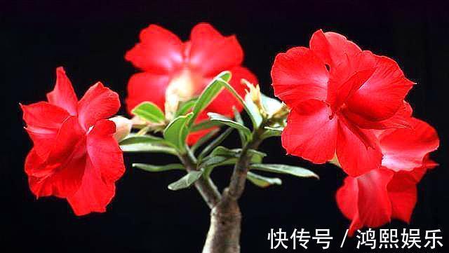 小齐|沙漠玫瑰叶子掉光了怎么办从3点入手,让它快速长叶开满花