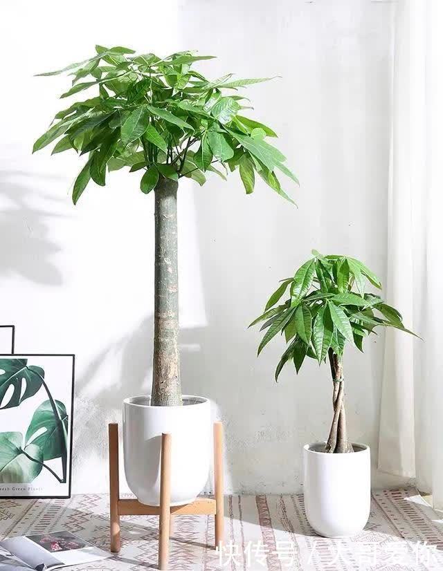 夏天养发财树,记住四个“不”,叶子绿油油的,越养越招财