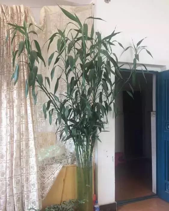 竹报平安|家中养一盆，有“灵气”的植物，油绿旺盛，招财旺家，平安，康健