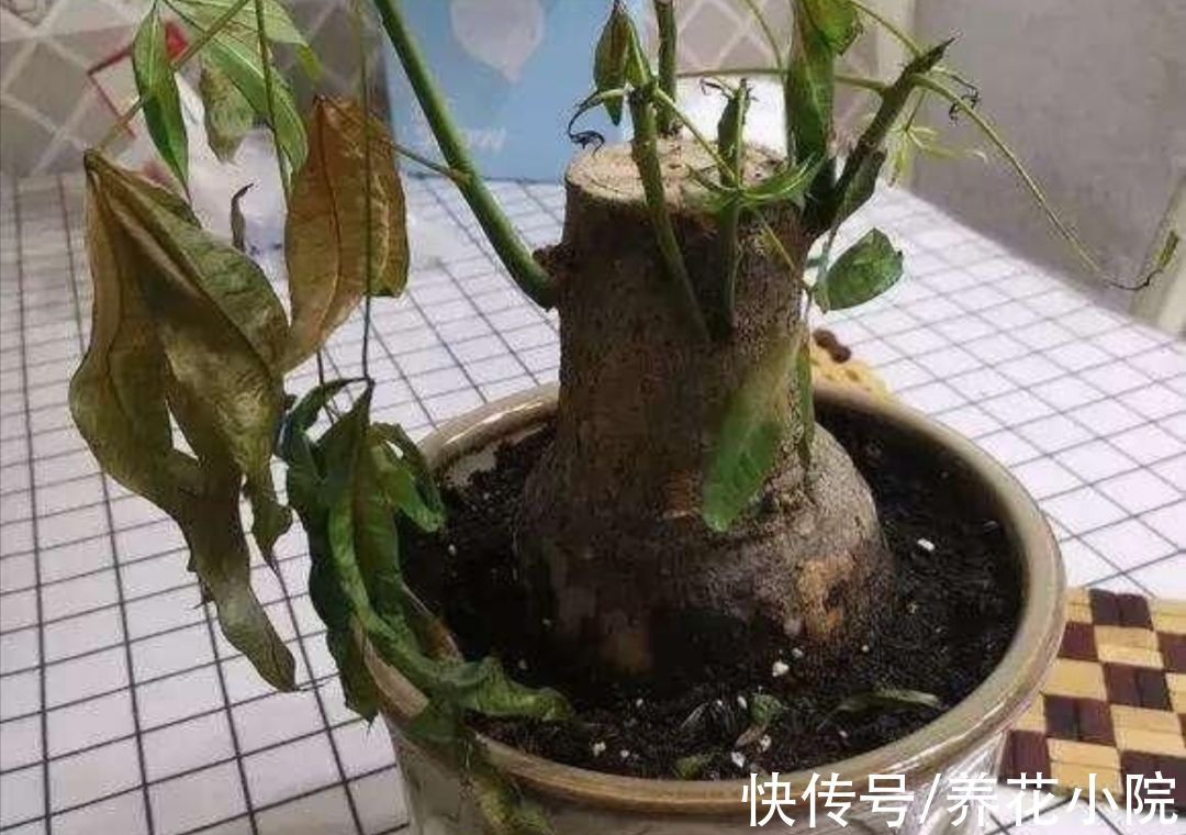 浇水|怕水涝的5种花，浇水太多养不好，不是烂根就是黄叶
