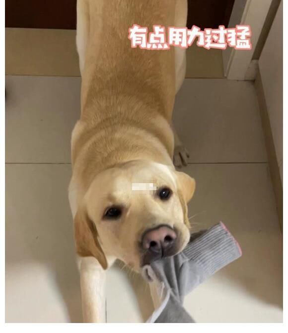 《追光吧！》首播收視率走低，金星鏡頭被剪，鄧亞萍作客救場(chǎng)