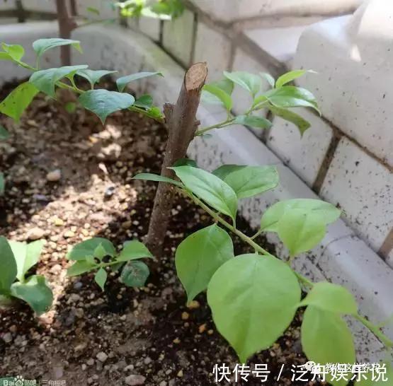 托盘|3种花太贵,别再买了,剪几个枝就能扦插几十盆!