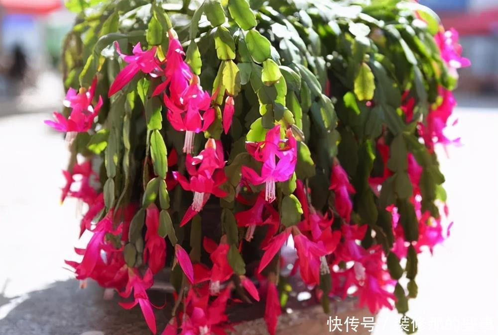 秋天|4种花6月开始“夏眠”，少浇水别施肥，睡饱了才能安全度夏