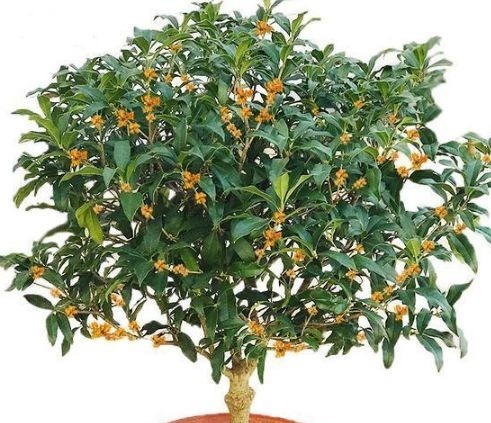 养人|客厅养花别乱养,3种花最合适,最后一种镇宅、聚财又养人