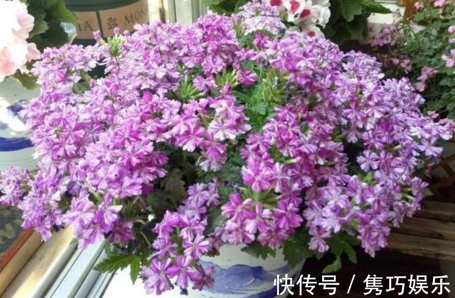 此花超漂亮，花朵硕大、花期长，一开就是200天