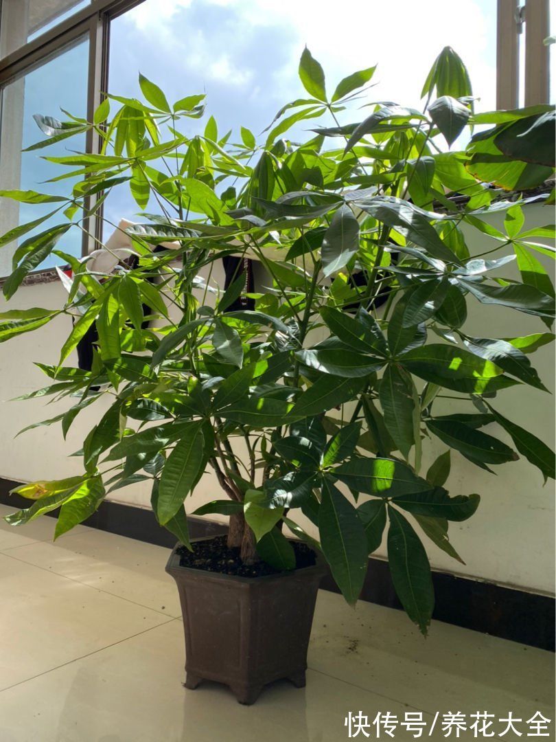 芦荟|6种花冬天别浇水，浇多了就烂根，管住手最重要