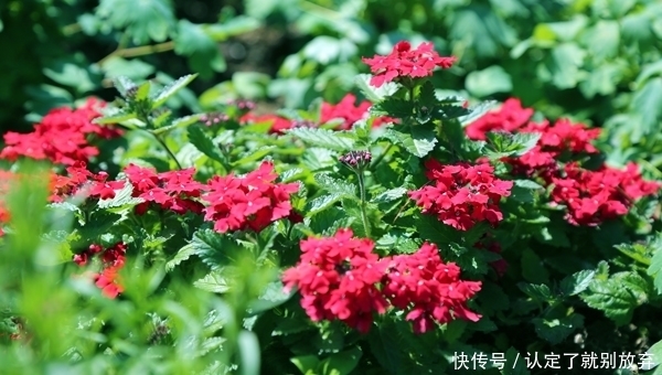 “上海赏花图鉴”：奇花异草都在这里呀