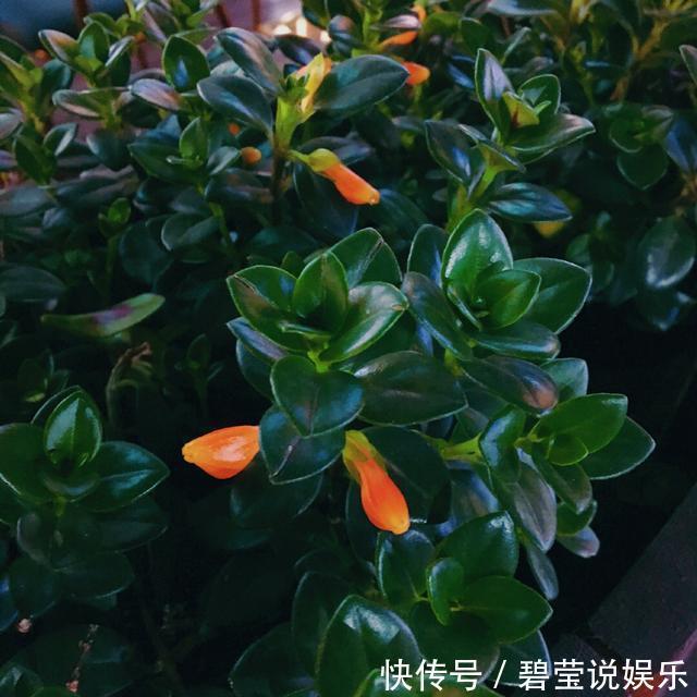 花繁叶茂|它比金边吊兰漂亮,1个修剪小技巧,长势快,开花不断,花繁叶茂