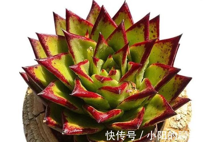 口红|多肉口红在冬天怎么养出大红边