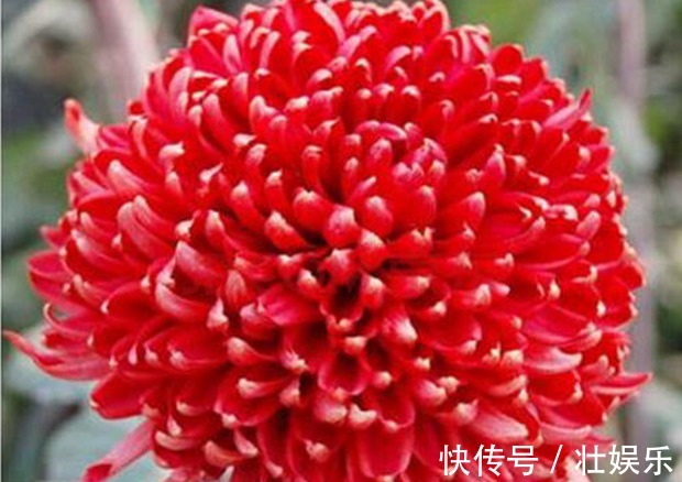 自从知道“3个”小妙招,再也不愁夏天菊花养不好!开花爆盆好养