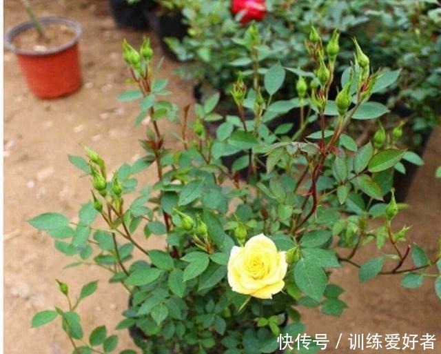 月季呼呼“冒笋芽”,4招护理好,条条枝粗壮,开花成倍翻!
