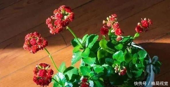 花期|6、7月盆栽长寿花,该如何养好3个窍门让它花期开花挡不住