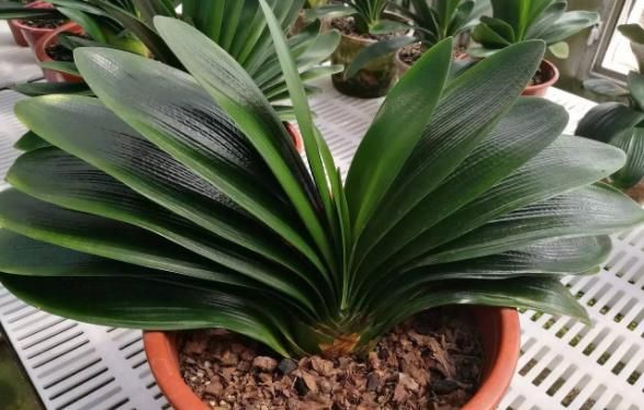 别发愁，养花不会施肥啦，用这3样有机肥，好用又不烧根