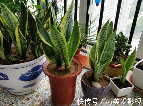 家里养花用它们做肥料,既能个个长爆盆,还能省下不少买肥钱