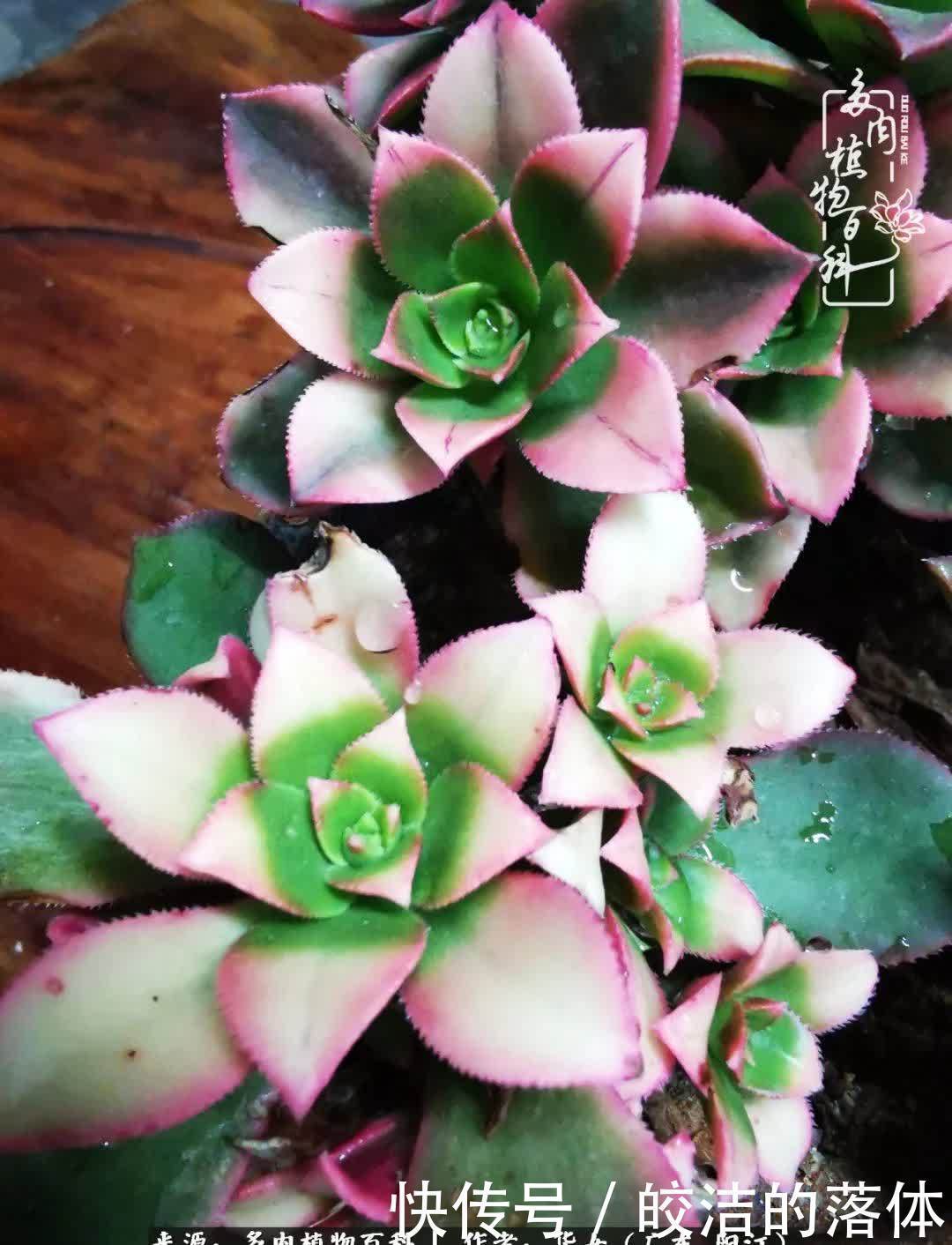 广东的冬天是多肉的春天,时间是最好的魔法师!