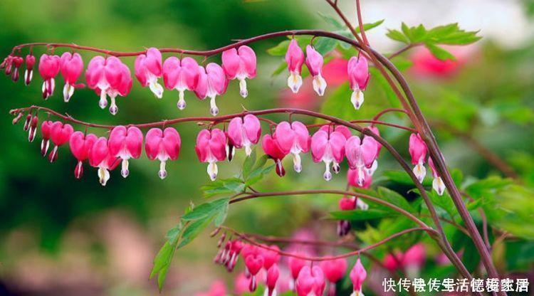 柠檬粉|阳台养这几朵花,花开不断,开花幽香暗淡,花型圆滚惹人爱