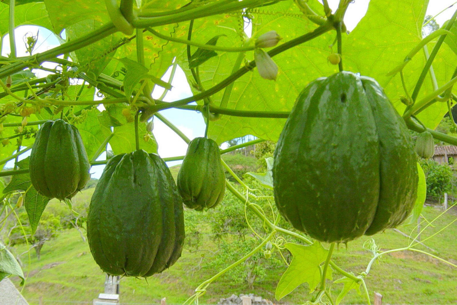 长寿|想长寿要会吃,3种食物换着吃,美容抗衰,排毒清肠,增强体质