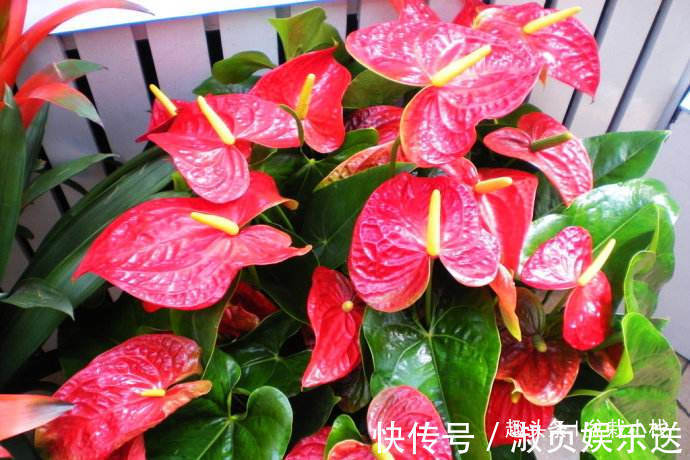 3种“喜庆花卉”，摆放在客厅，年味足观赏价值高，你在养吗