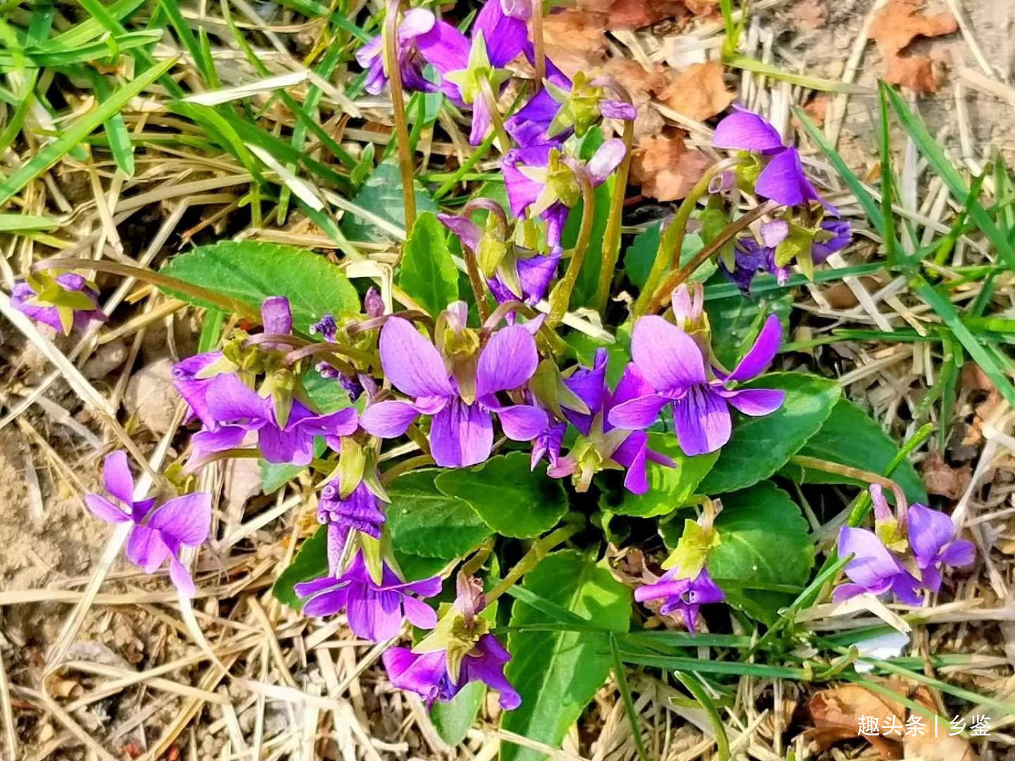 中华本草|农村这种野草,个头不高看似普通无奇却价值大,遇见了请多珍惜