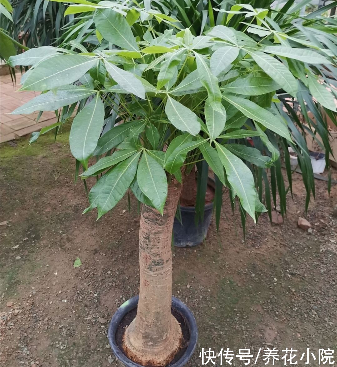 家里养4种“耐旱花”，冬天记得要控水，不然烂根又落叶