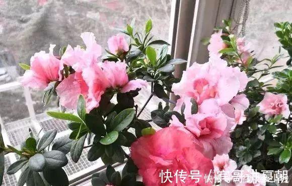 营养|盆里灌点饮料,盆土疏松有营养,10年不用换土花也长得旺