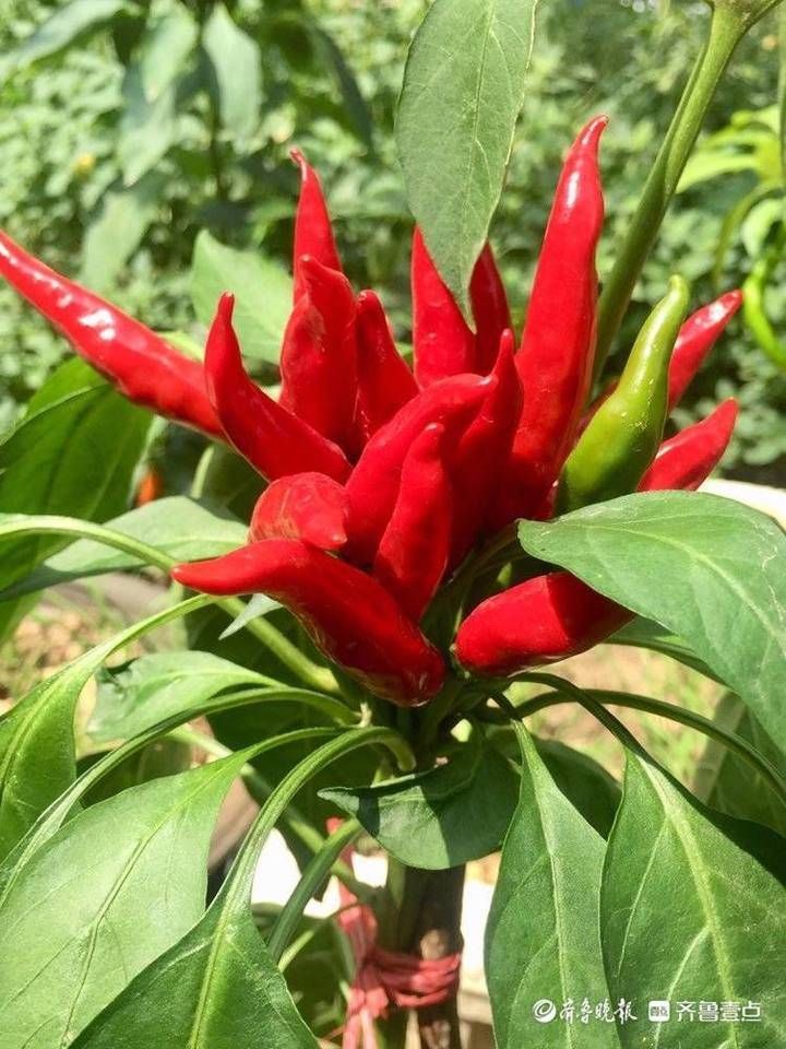 美好时光|壹粉食堂|鲜辣开胃超下饭!家庭版自制剁椒这样做,来试一下吧