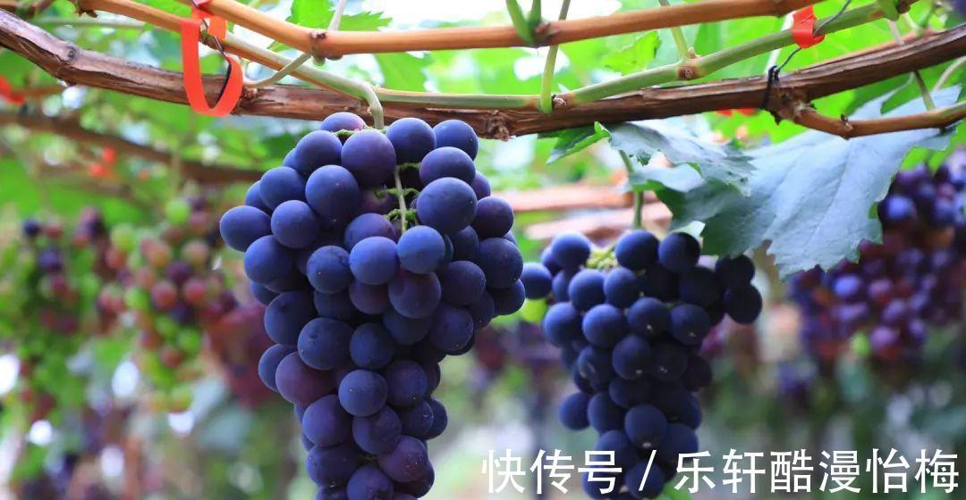 夏橙|建议不管有钱没钱，8月别错过这五种水果，营养美味身体棒