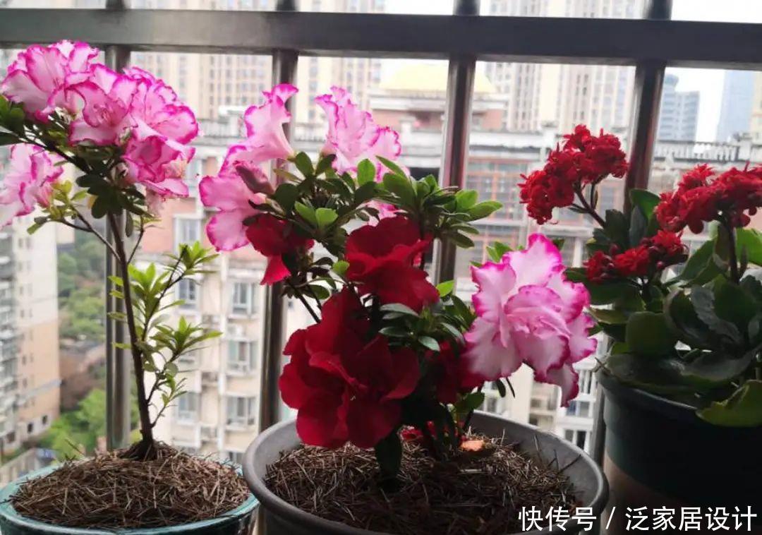 养花技巧:冬天最娇气的9种花,不要随便买,养不活浪费钱