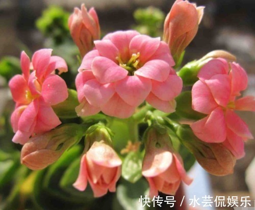 银柳|“4种花卉”生意人偷着养,自己发财不告诉别人,摆在家中能发家