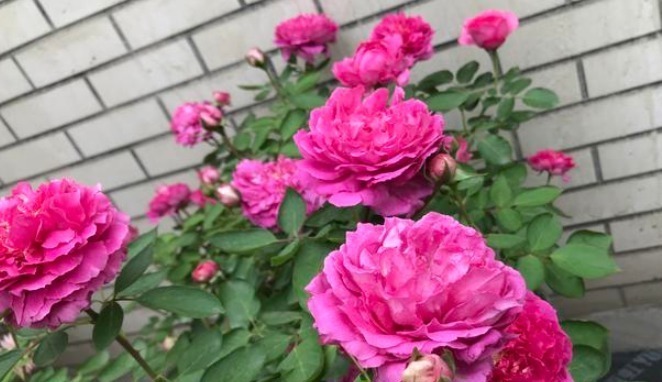 月季想要养不弱这样去养护,月季枝干越养越壮,开花强