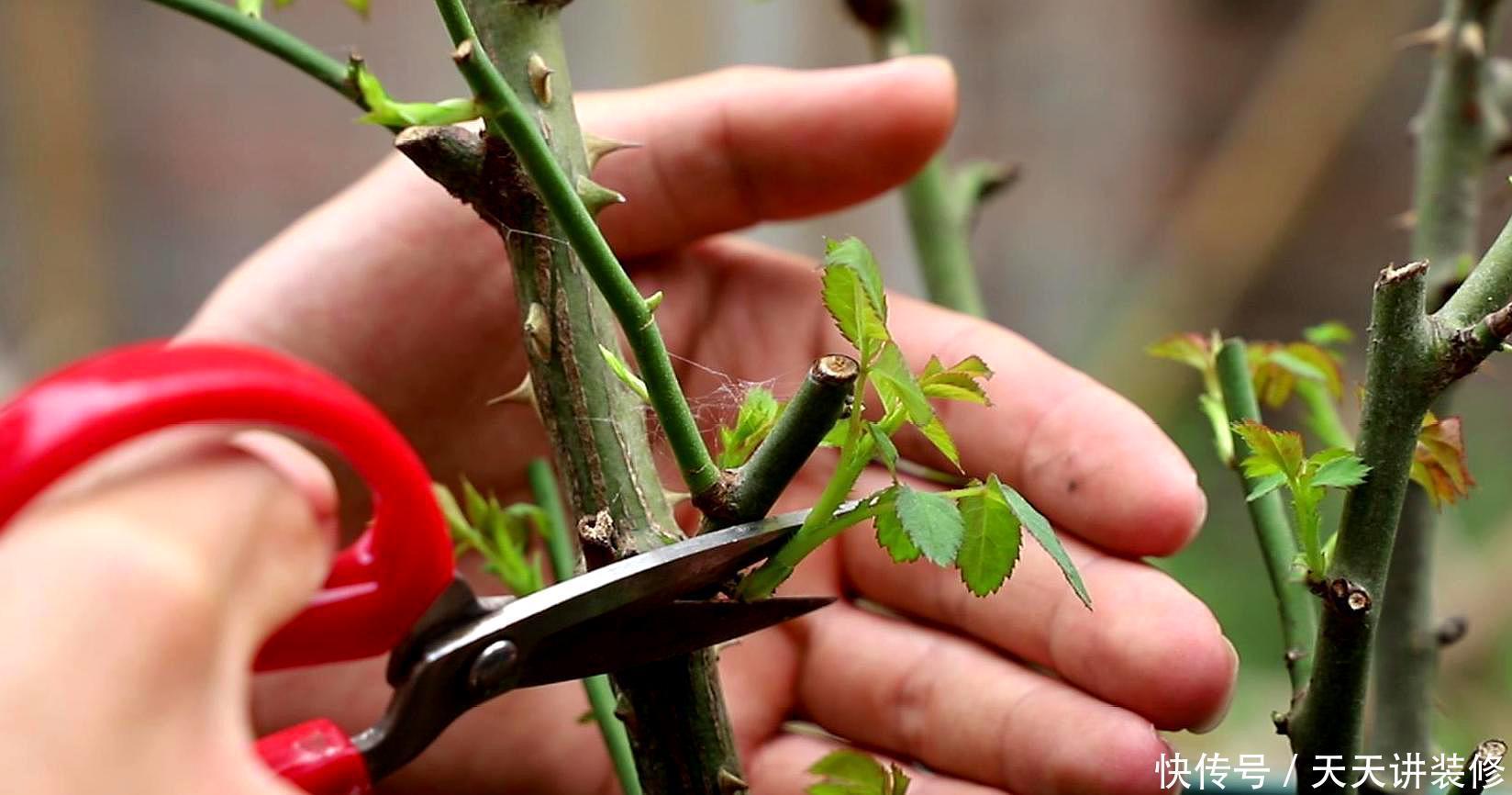 植株|这些“漂亮花”，夏天赶紧剪，剪得越狠，开花越多，剪错了没花看