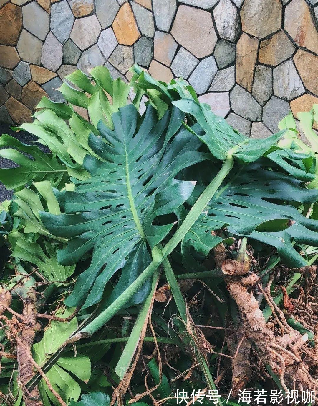 龟背竹|30年的芦荟，20年的龟背竹，硬生生把花养成了树！