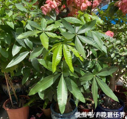 木醋液|发财树夏季养护“策略”,做好才能长势旺,特别是最后一点要舍得