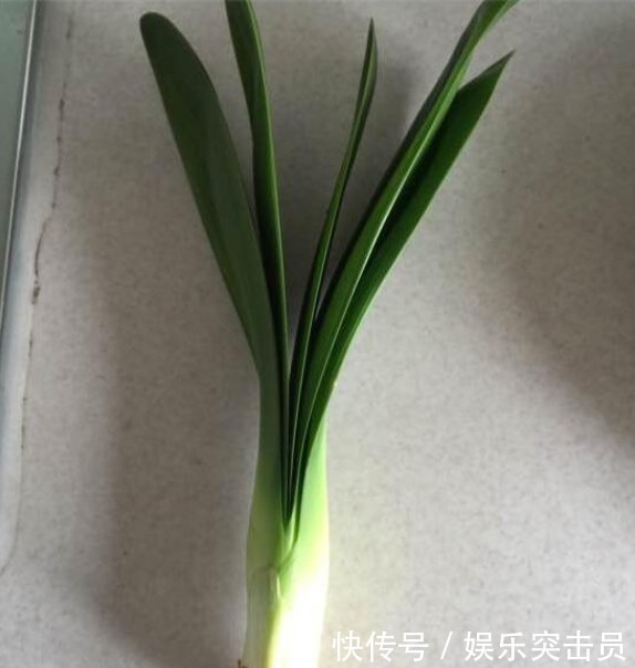 烂根|君子兰烂根后正确处理方法介绍